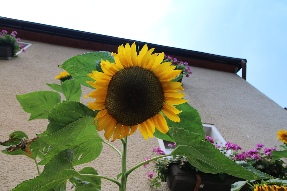 Sonnenblume