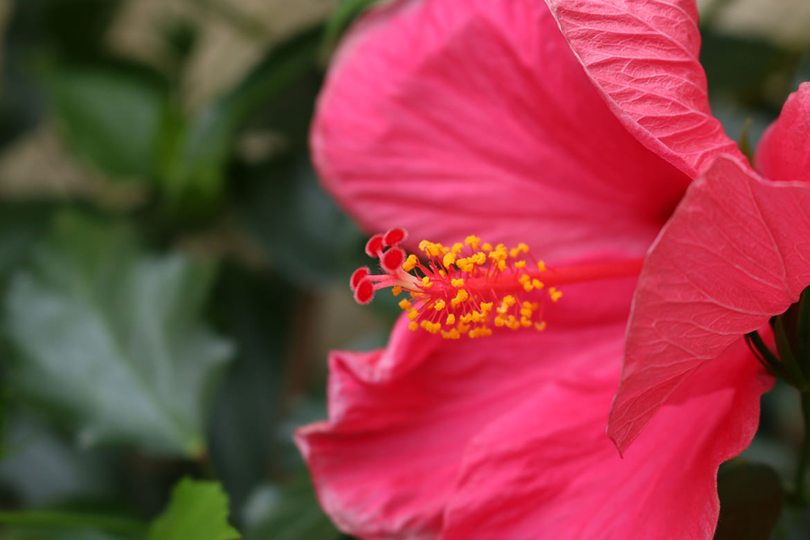 Hibiskus