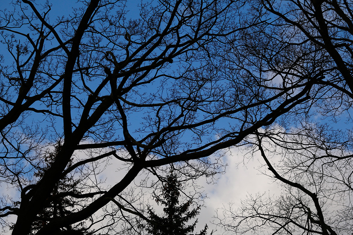 Baum an der Lilienthalstrasse