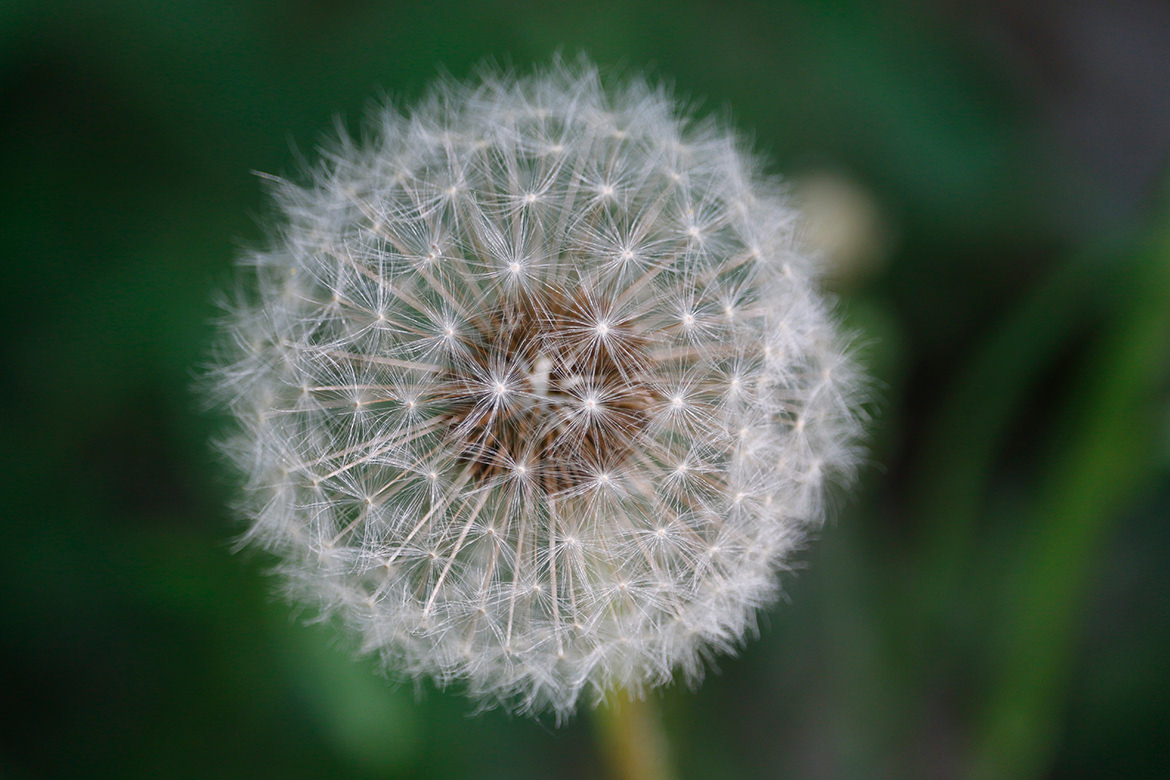 Pusteblume