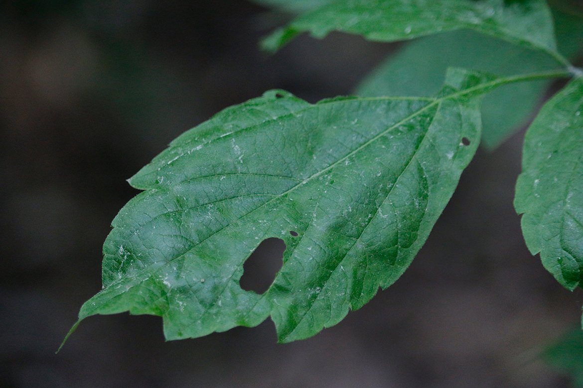 Grünes Blatt