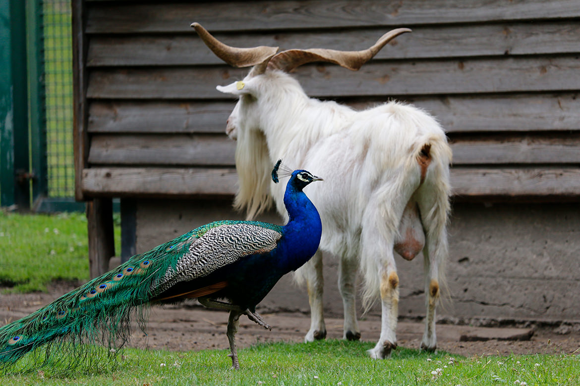 Volkspark Hasenheide