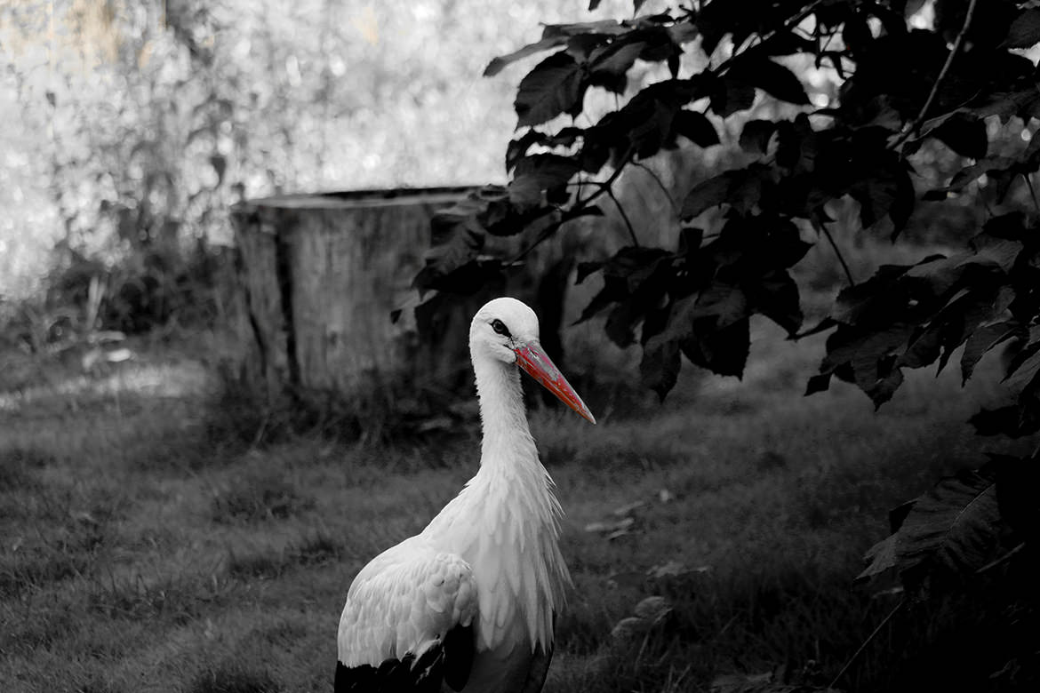 Storch