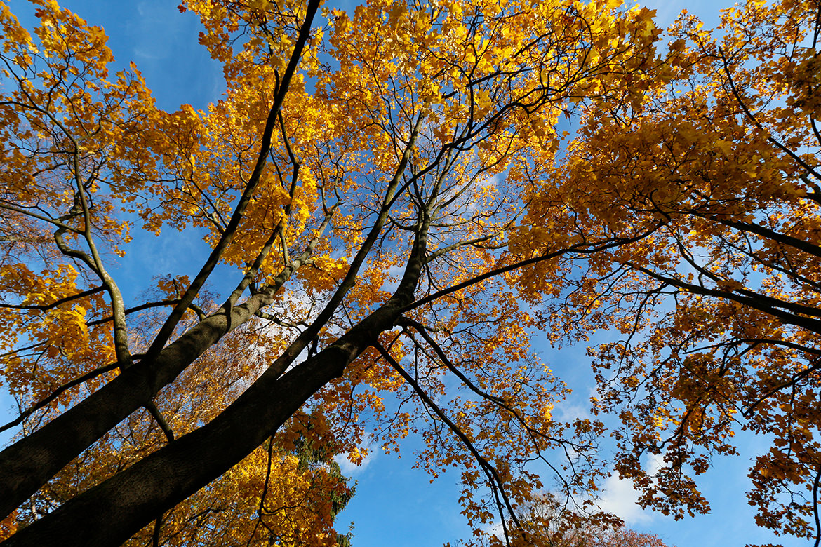 Goldener Herbst in Berlin