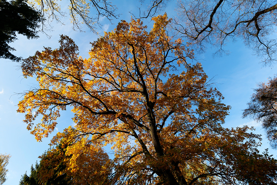 Goldener Herbst in Berlin