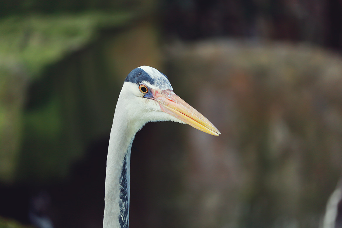 Zoologischer Garten