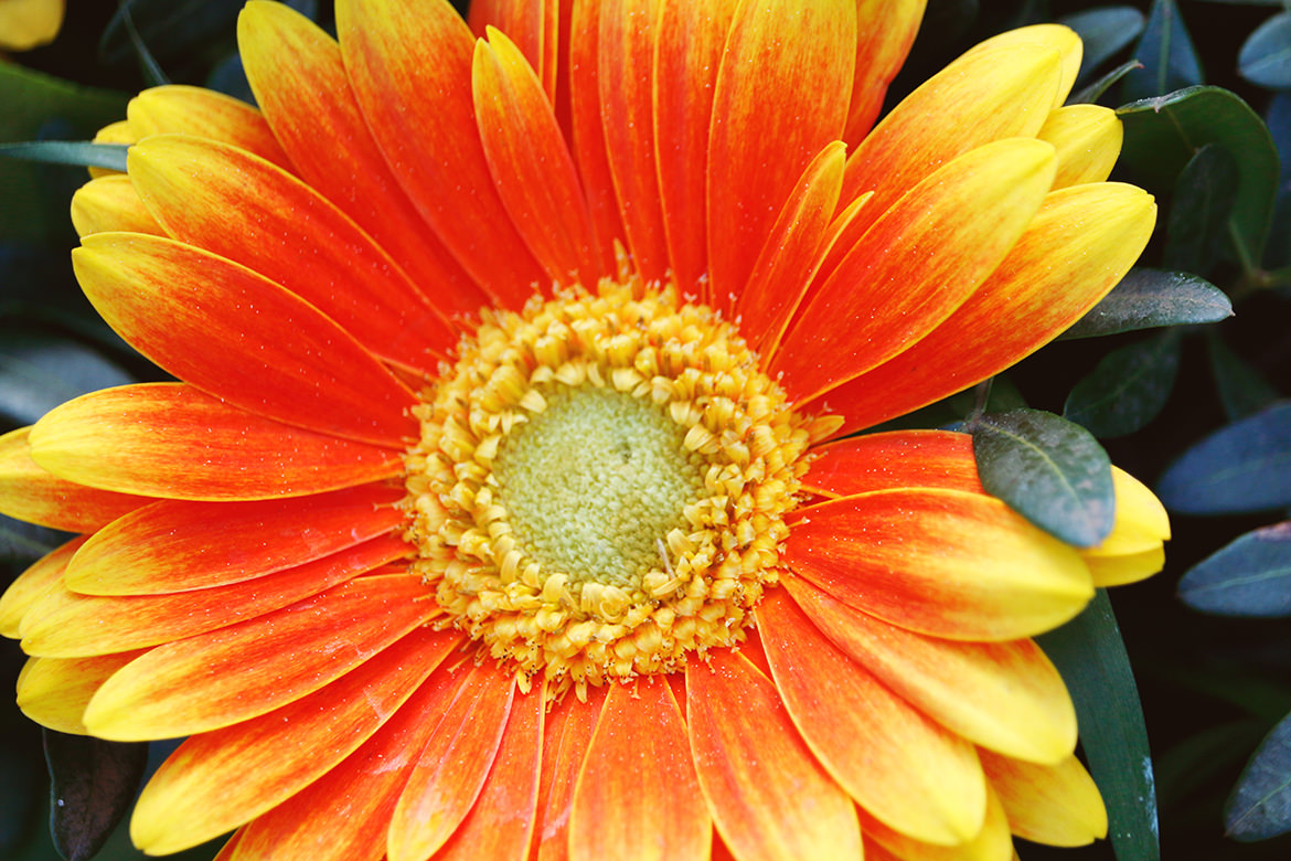 Orangefarbene Blume