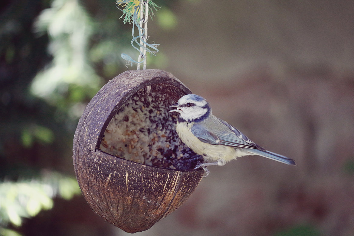 Vogel an Wassertränke