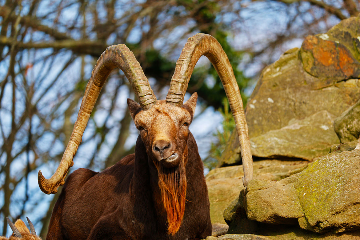 Sibirischer Steinbock