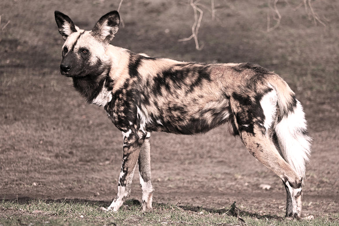 Hyänenhund