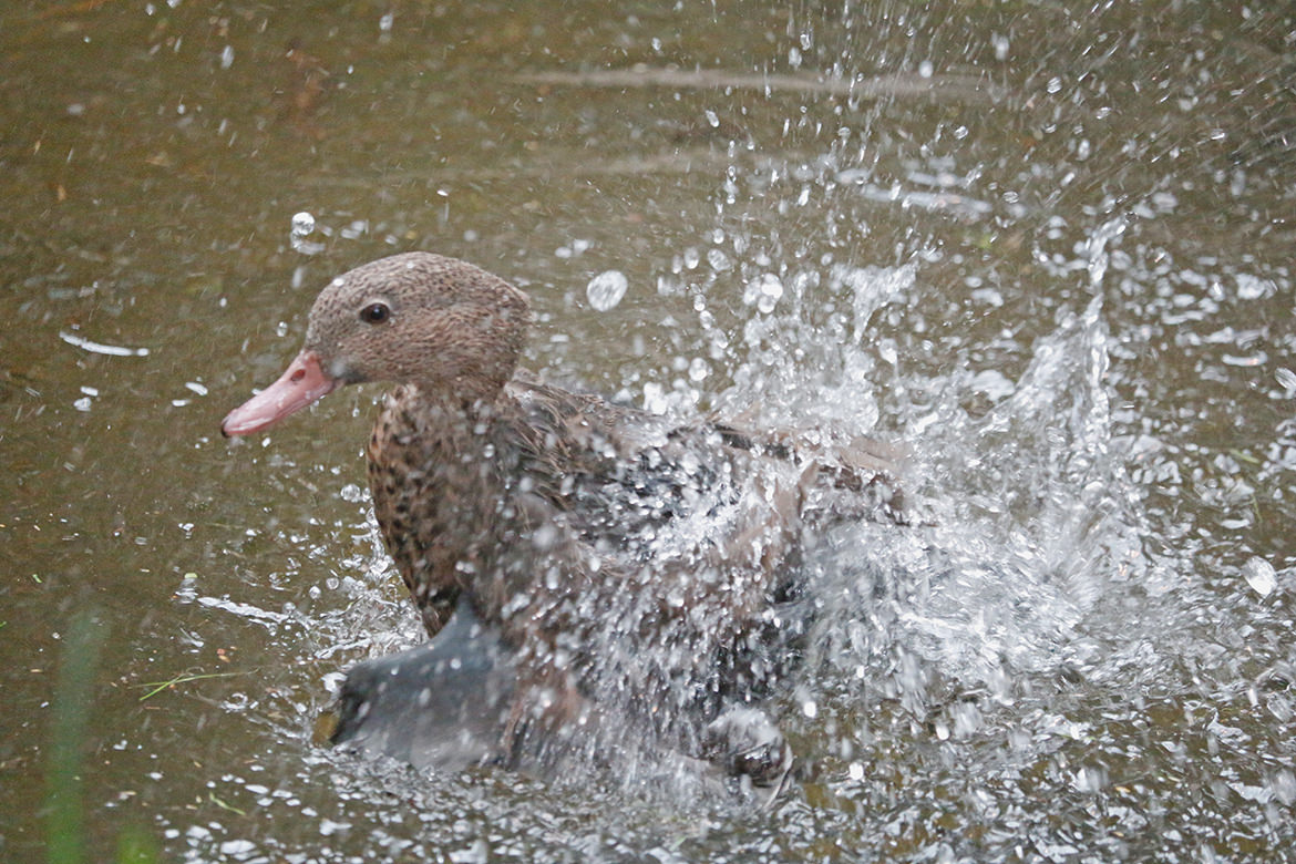 Stockente