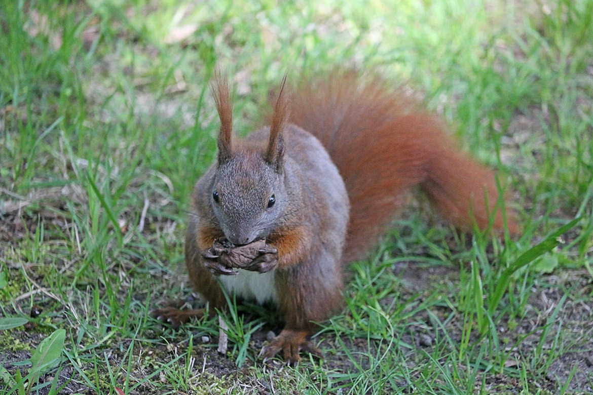 Eichhörnchen