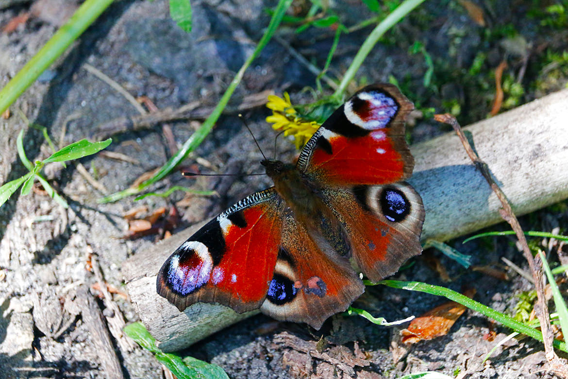 Schmetterling