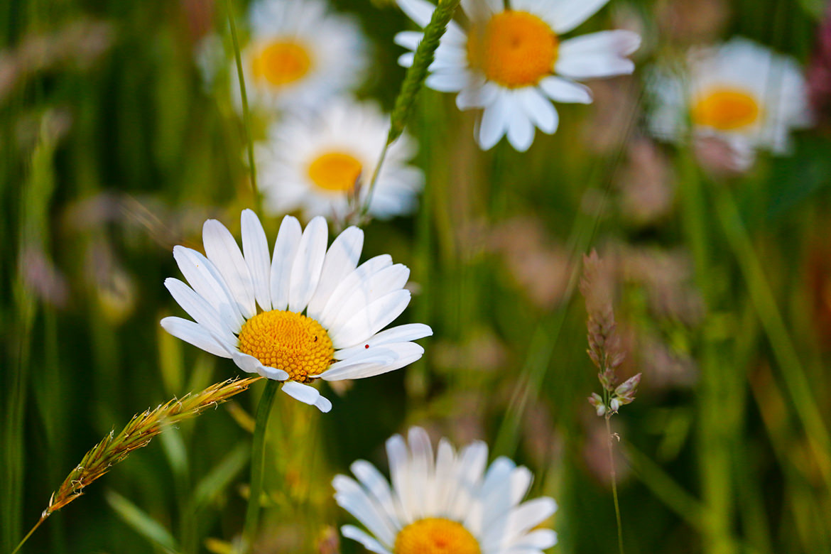 Gänseblümchen