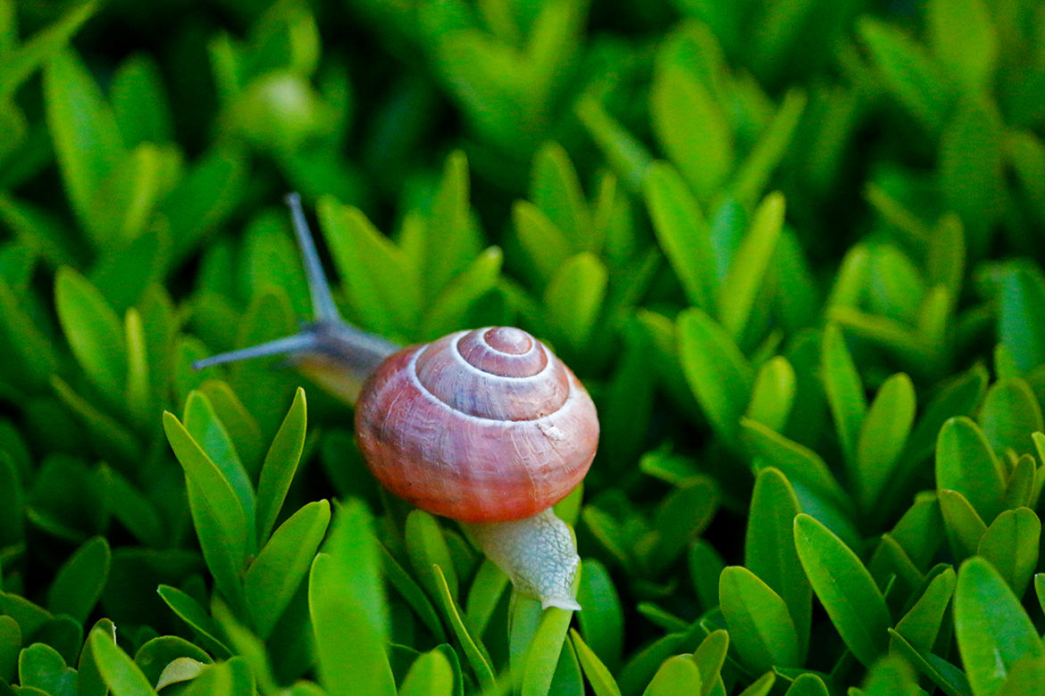 Schnecke