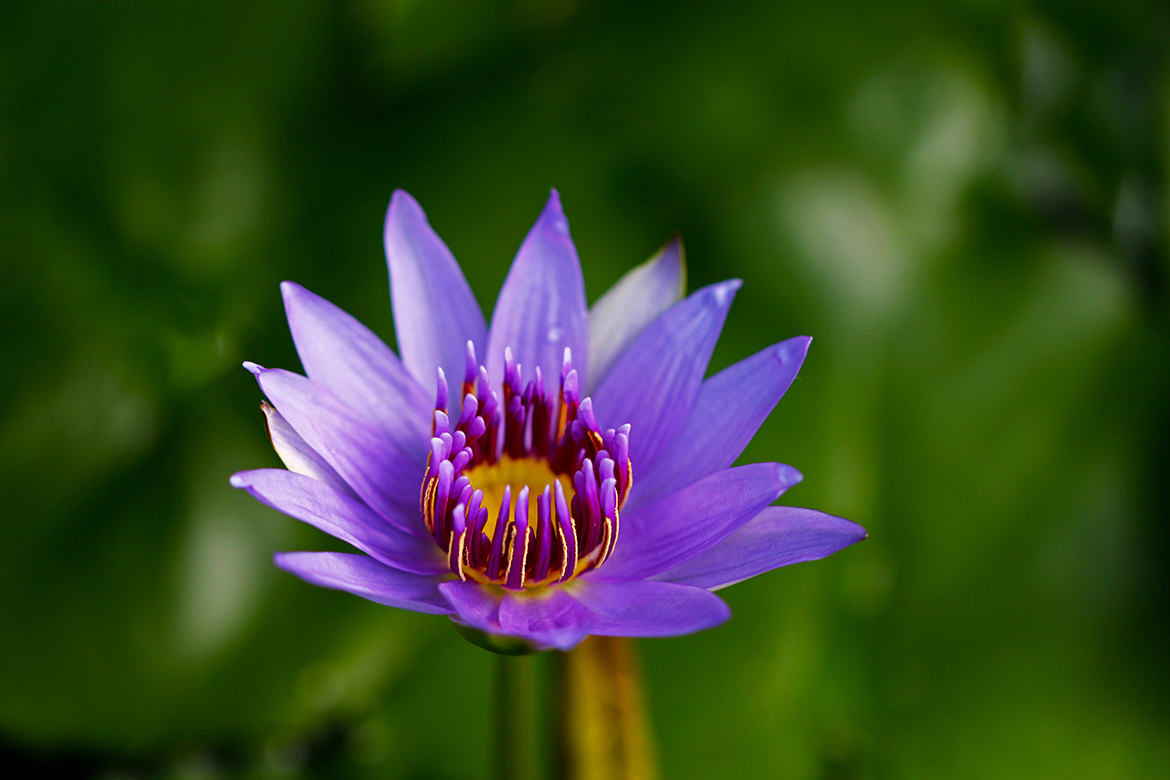 Nymphaea stellata