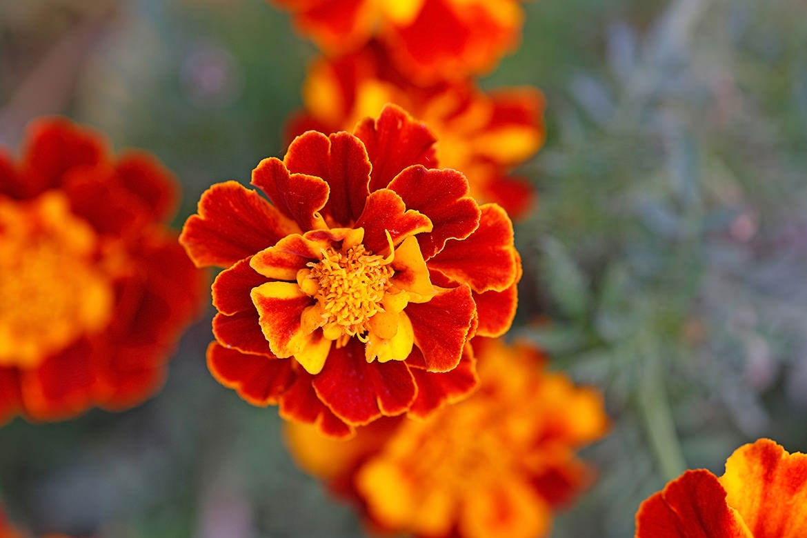 Tagetes