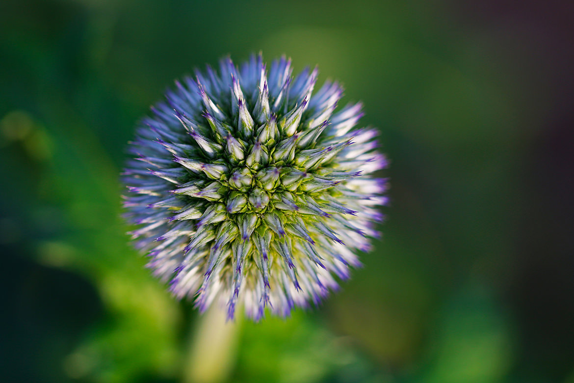 Echinops