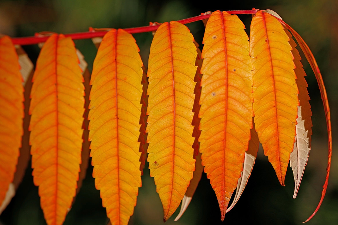 Goldener Herbst