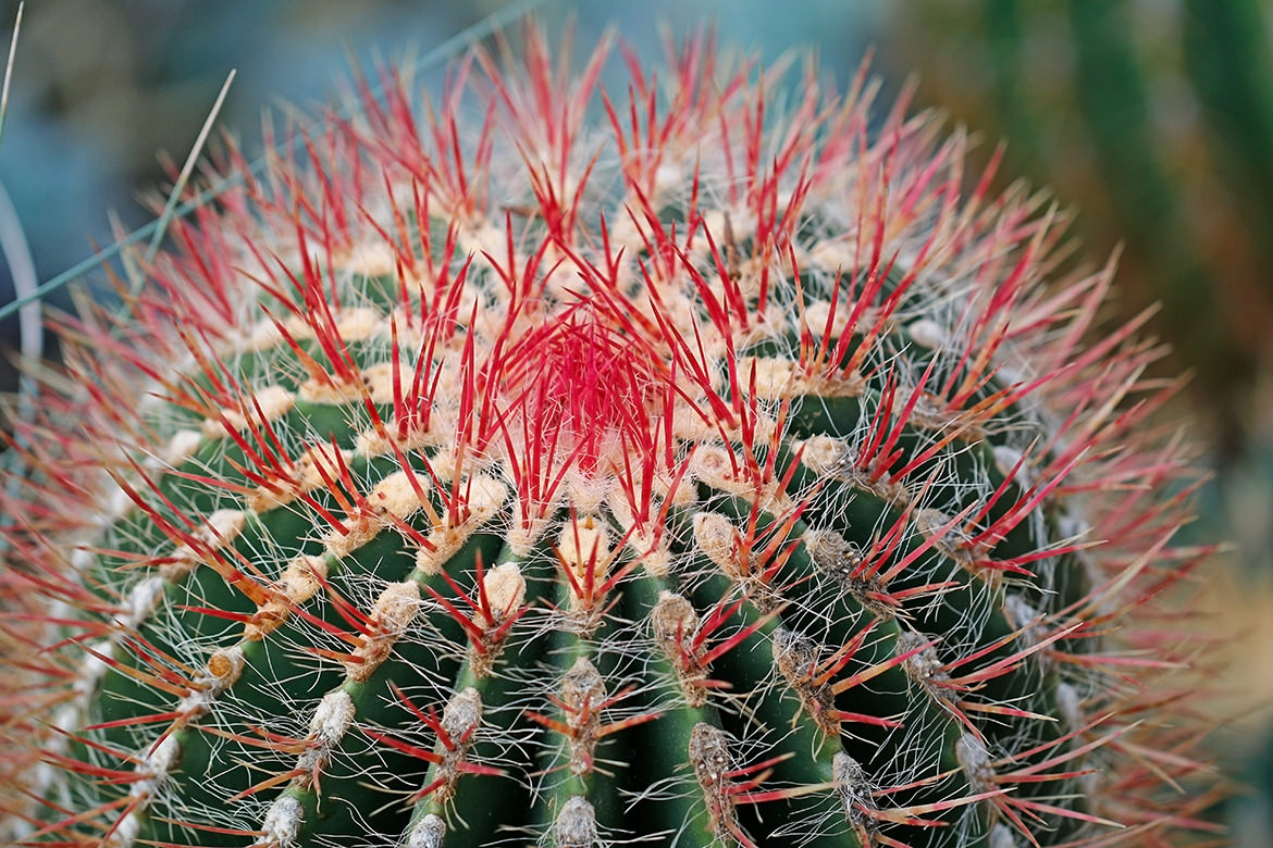 Ferocactus piliferus