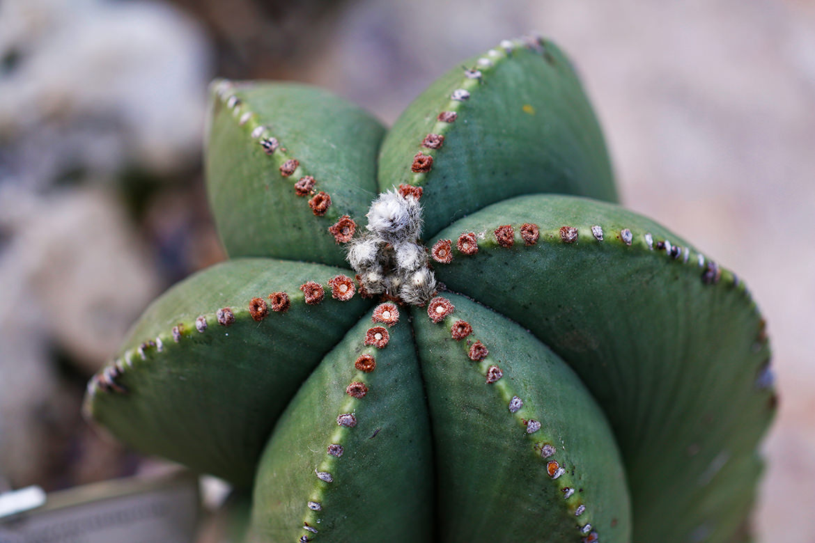 Astrophytum myriostigma