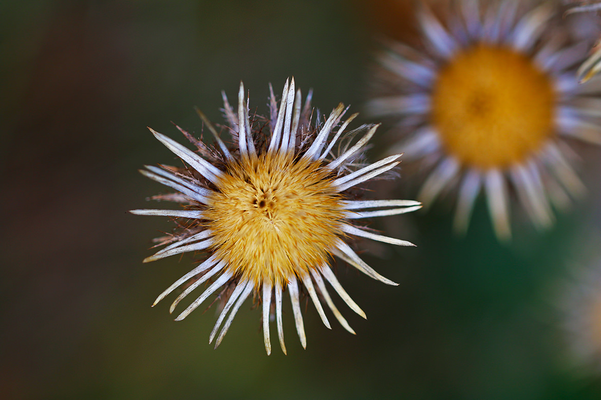 Tussilago farfara