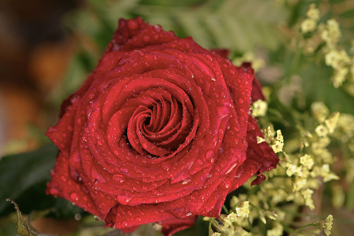 Rote Rose mit Wassertropfen