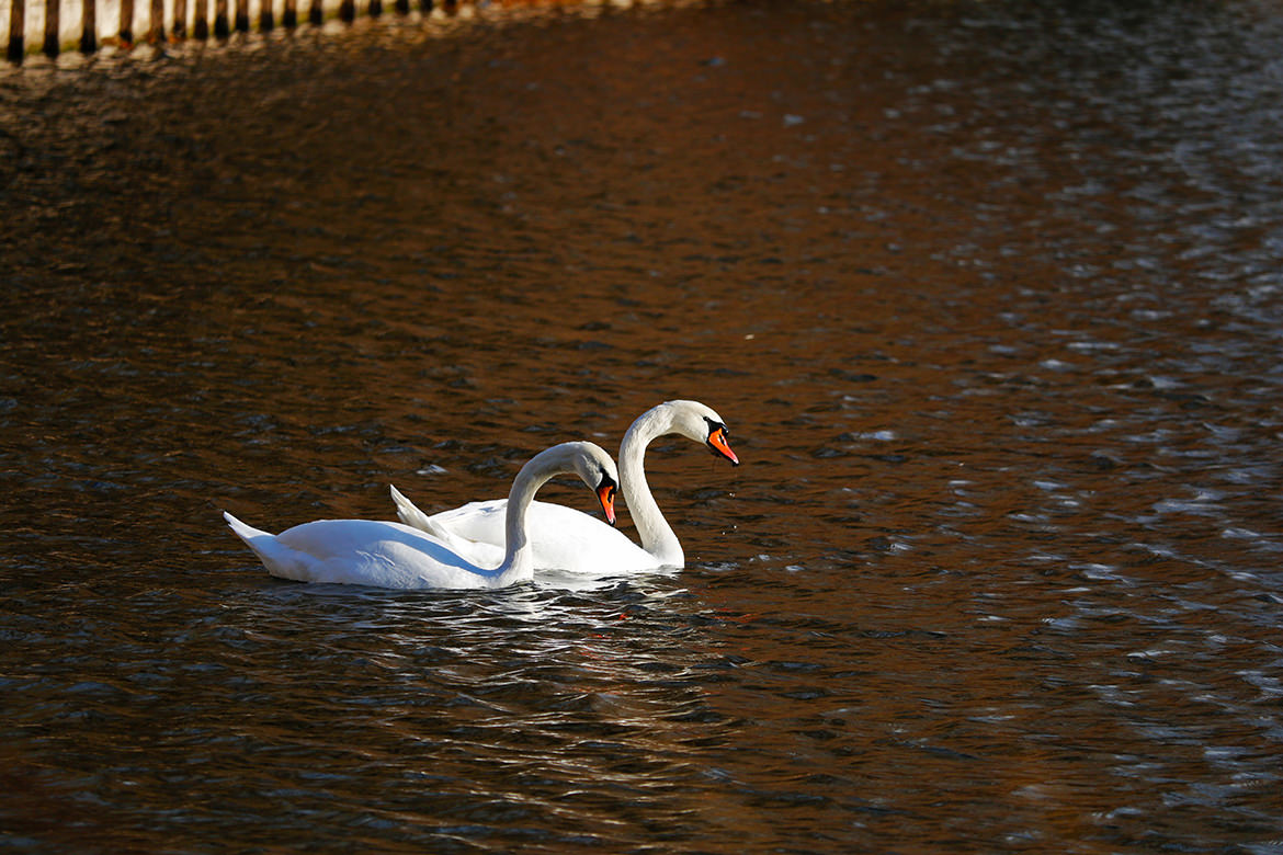 Schwäne in Charlottenburg