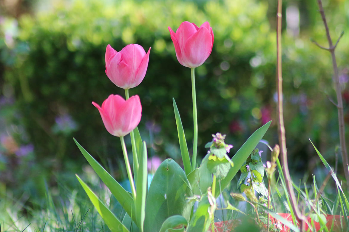 Tulpen im Sonnenlicht